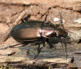 Poecilus cupreus - photo 4