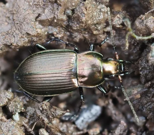 Poecilus cupreus - photo 7