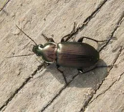 Poecilus cupreus - photo 8