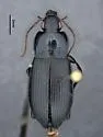Poecilus cyanicolor - photo 3