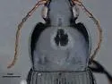 Poecilus cyanicolor - photo 4