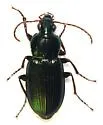 Poecilus diplophryus