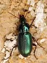 Poecilus diplophryus - photo 3