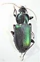 Poecilus diplophryus - photo 4