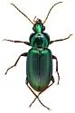 Poecilus diplophryus - photo 5