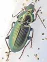 Poecilus laetulus