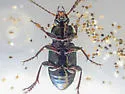 Poecilus laetulus - photo 2