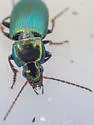 Poecilus laetulus - photo 3