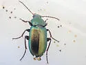 Poecilus laetulus - photo 4