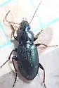 Poecilus laetulus - photo 5