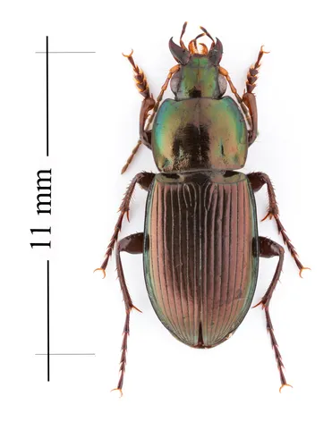 Woodland Ground Beetle