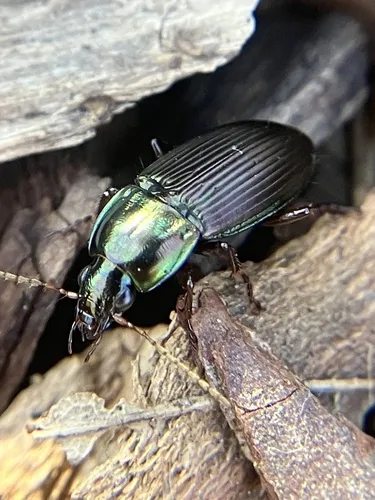 Woodland Ground Beetle - photo 2