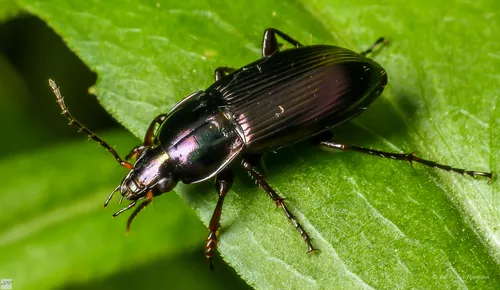 Woodland Ground Beetle - photo 3