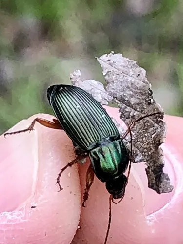 Woodland Ground Beetle - photo 4