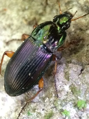 Woodland Ground Beetle - photo 5