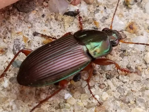 Woodland Ground Beetle - photo 6