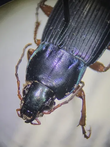 Woodland Ground Beetle - photo 7