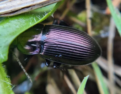 Woodland Ground Beetle - photo 8