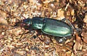 Poecilus scitulus - Poecilus scitulus