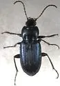 Poecilus scitulus - photo 2