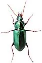 Poecilus scitulus - photo 3
