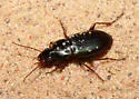 Poecilus scitulus - photo 4