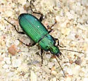 Poecilus scitulus - photo 5
