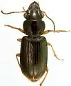 Pogonodaptus mexicanus - Pogonodaptus mexicanus