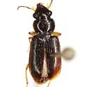 Pogonodaptus mexicanus - photo 2