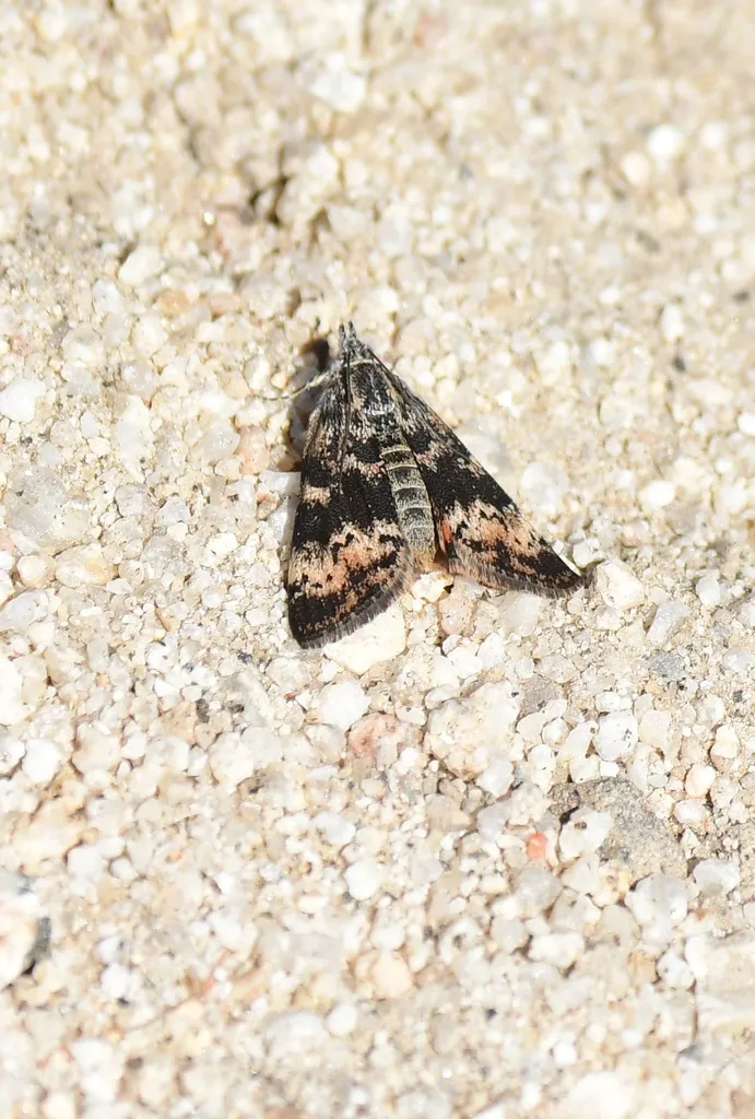 Pogonogenys proximalis - Hodges#4817 - photo 2