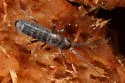 Pogonognathellus bidentatus
