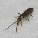 Pogonognathellus bidentatus - photo 2