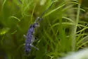 Pogonognathellus bidentatus - photo 3