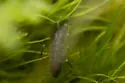 Pogonognathellus bidentatus - photo 4