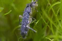 Pogonognathellus bidentatus - photo 5