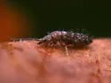 Pogonognathellus dubius - photo 3