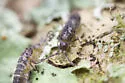 Pogonognathellus dubius - photo 4