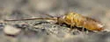Pogonognathellus elongatus