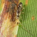 Pogonognathellus elongatus - photo 2