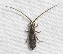 Pogonognathellus elongatus - photo 3