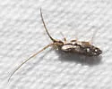 Pogonognathellus elongatus - photo 4