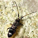 Pogonognathellus mystax