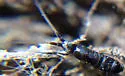 Pogonognathellus nigritus - photo 2