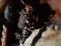Pogonognathellus nigritus - photo 4
