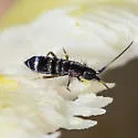 Pogonognathellus nigritus - photo 5