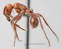 Pogonomyrmex apache - photo 2