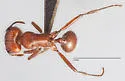 Pogonomyrmex apache - photo 3