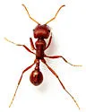 Pogonomyrmex apache - photo 4
