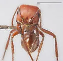 Pogonomyrmex apache - photo 5