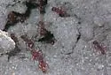 Florida Harvester Ant